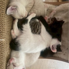 子猫の里親募集