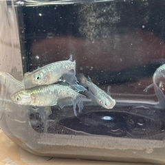 メダカ　緑光鰭長　2ペアの画像