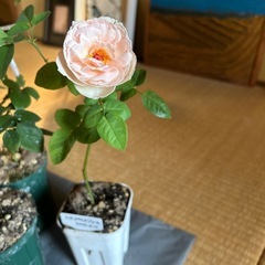 薔薇苗木の画像
