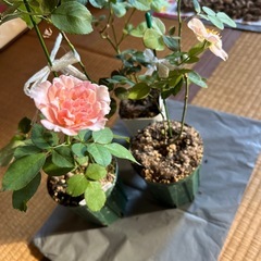 薔薇苗木の画像