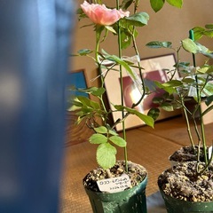 薔薇苗木の画像