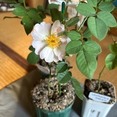 薔薇苗木の画像