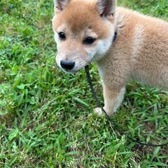 [里親募集]　犬(豆柴)　6か月の男の子