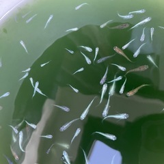 メダカ幼魚、バケツいっぱい分の画像
