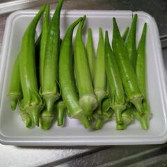 丸オクラ　１６本の画像