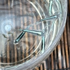 メダカ　ネム 2ペアの画像