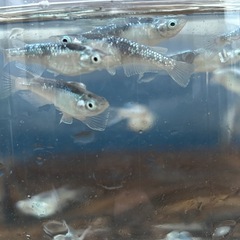 メダカ　ネム 2ペアの画像