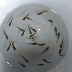 メダカ　【フロマージュ】　若魚  10匹プラスαの画像
