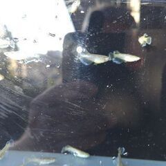 メダカ　【フロマージュ】　若魚  10匹プラスαの画像