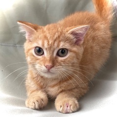 家族が決まりました💕可愛いスコティッシュの男の子💕総額5万円でお迎えできます💕 - ペット