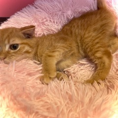 家族が決まりました💕可愛いスコティッシュの男の子💕総額5万円でお迎えできます💕 - 鹿屋市
