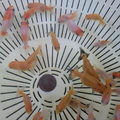 【金魚】らんちゅうの幼魚３５匹＋おまけ匹🌱の画像