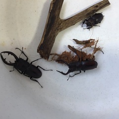ノコギリクワガタ3匹¥100の画像