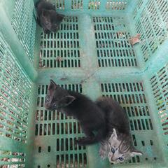 急ぎでお願いします生後2ヶ月ぐらいかな‥‥ - 里親募集