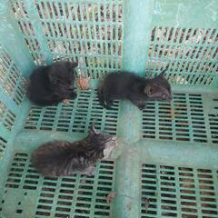 急ぎでお願いします生後2ヶ月ぐらいかな‥‥ - 猫