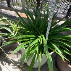 植物の画像