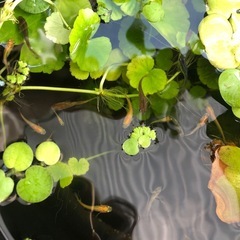 メダカ水草セットの画像