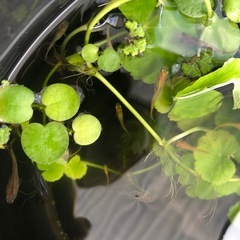 メダカ水草セットの画像