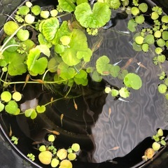 メダカ水草セットの画像