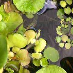 メダカ水草セットの画像