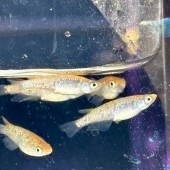 メダカ めだか🐟ヒミツヘイキ 3ペア
の画像