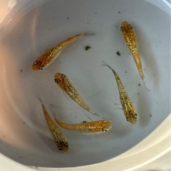 メダカ めだか🐟ヒミツヘイキ 3ペア
の画像