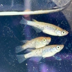 メダカ めだか🐟ヒミツヘイキ 3ペア
の画像