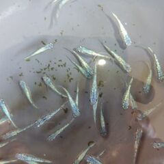 メダカ　【ネプチューン】　若魚   10 匹の画像
