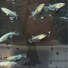 メダカエメキンマリアージュ【成魚】の画像