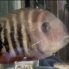 決まりました！の画像