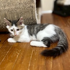キジ白　少し長毛　子猫