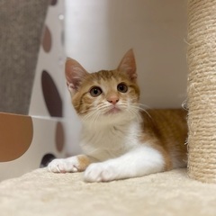 茶白　子猫　元気いっぱい！