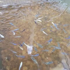 ミックスメダカ　幼魚〜若魚　10匹の画像