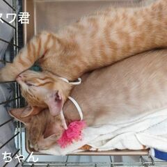 生後３ヶ月位　カラスにつつかれていた所を保護された子猫達【8月1...