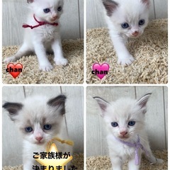 🐱6/28 産まれ　ラグドール🐱