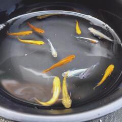 【当品限り】ミックスメダカ　成魚　30匹の画像