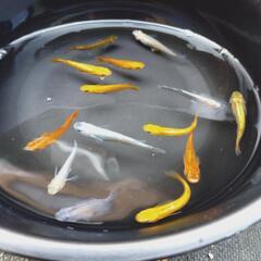 【当品限り】ミックスメダカ　成魚　30匹の画像
