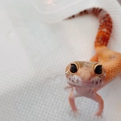 ヒョウモントカゲモドキ　アルビノ