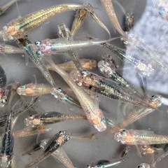 メダカ　墨美　めだかの画像