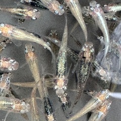 メダカ　墨美　めだかの画像