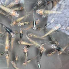 メダカ　墨美　めだかの画像