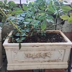 ミニバラの鉢植えの画像