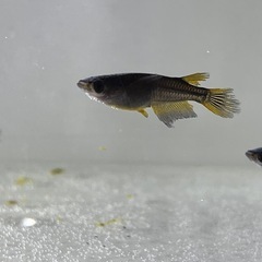 (伊勢宮メダカ)カイジヒレナガスワロー　30匹の画像