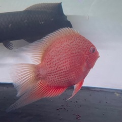 レッドスポットゴールデン・セベラム　熱帯魚　ディスカス　水槽 の画像