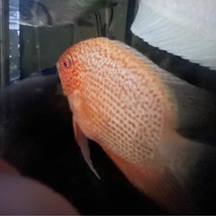 レッドスポットゴールデン・セベラム　熱帯魚　ディスカス　水槽 の画像