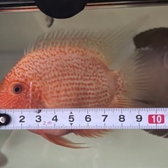 レッドスポットゴールデン・セベラム　熱帯魚　ディスカス　水槽 の画像