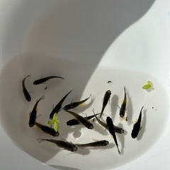 メダカの画像