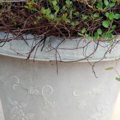 ワイヤープランツ・大苗の画像