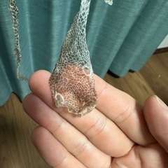 ヘビの抜け殻　セントラルパイソン　2m以上の画像