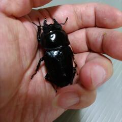川西産 国産オオクワガタ  オス1匹×メス2匹セット  新成虫の画像